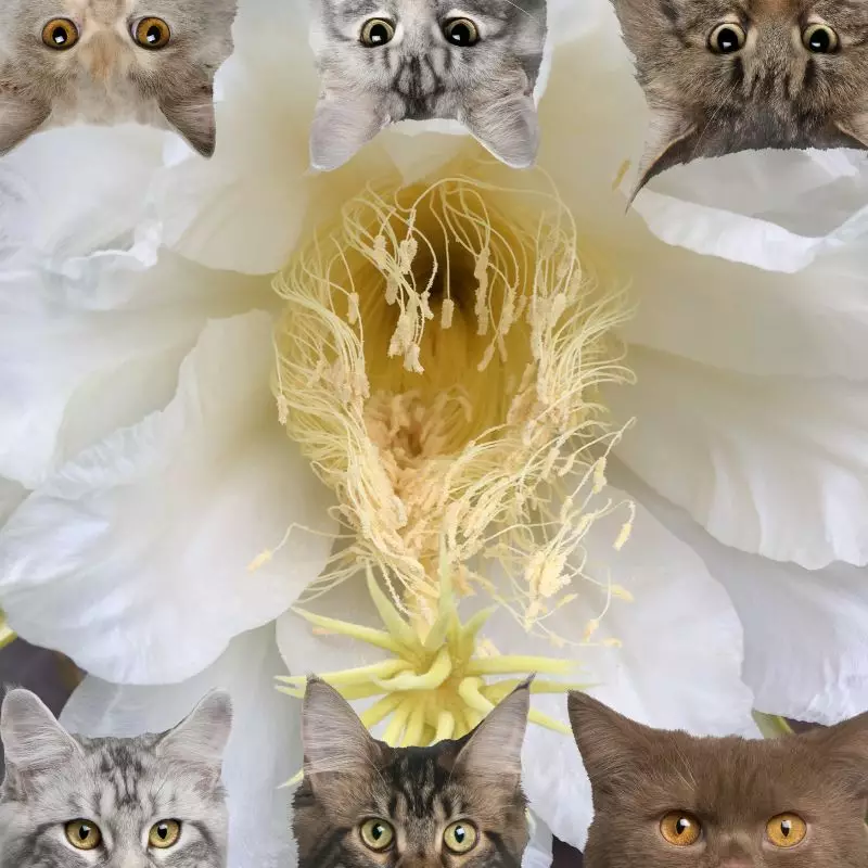 Night Blooming Cereus and cats