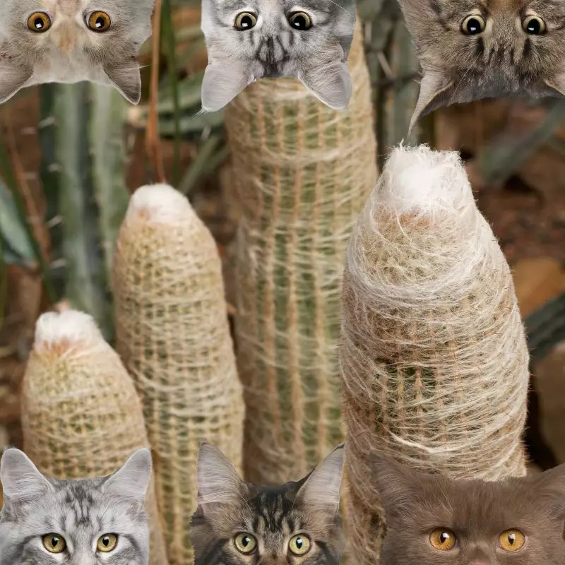 Old Man Cactus and cats