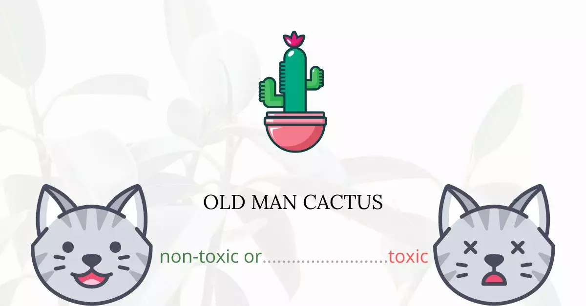 Is Old Man Cactus Toxic For Cats