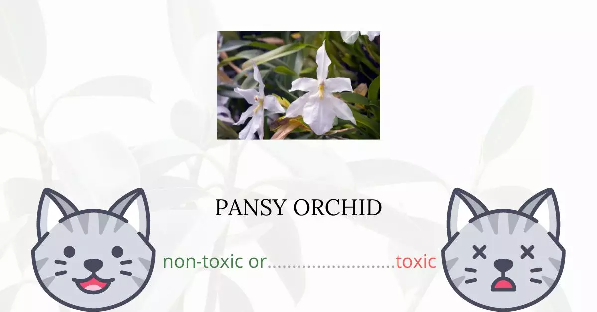 Is Pansy Orchid Toxic For Cats