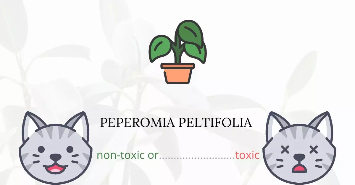 Is Peperomia Peltifolia Toxic For Cats