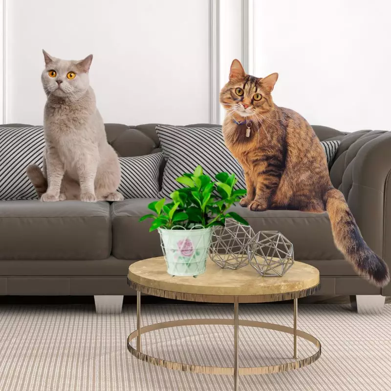 Peperomia Peltifolia and cats in the room