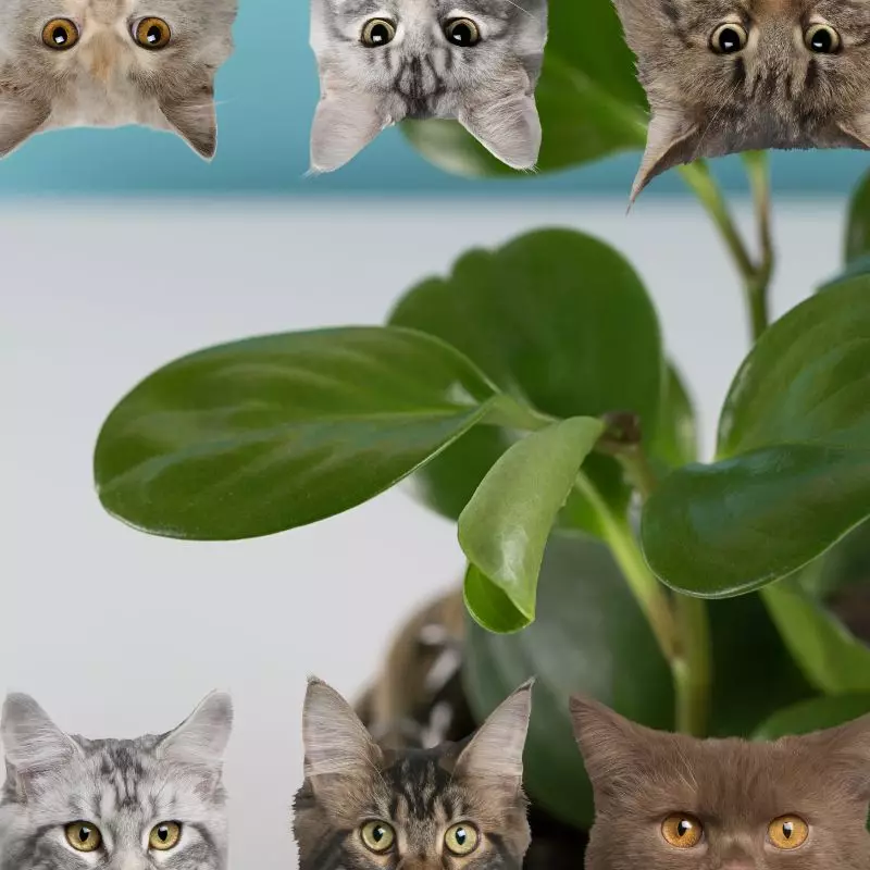 Peperomia Peltifolia and cats