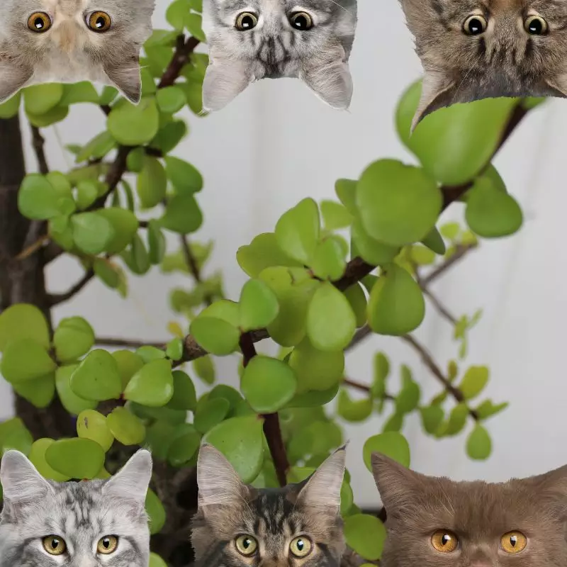 Peperomia Rotundifolia plant with cats