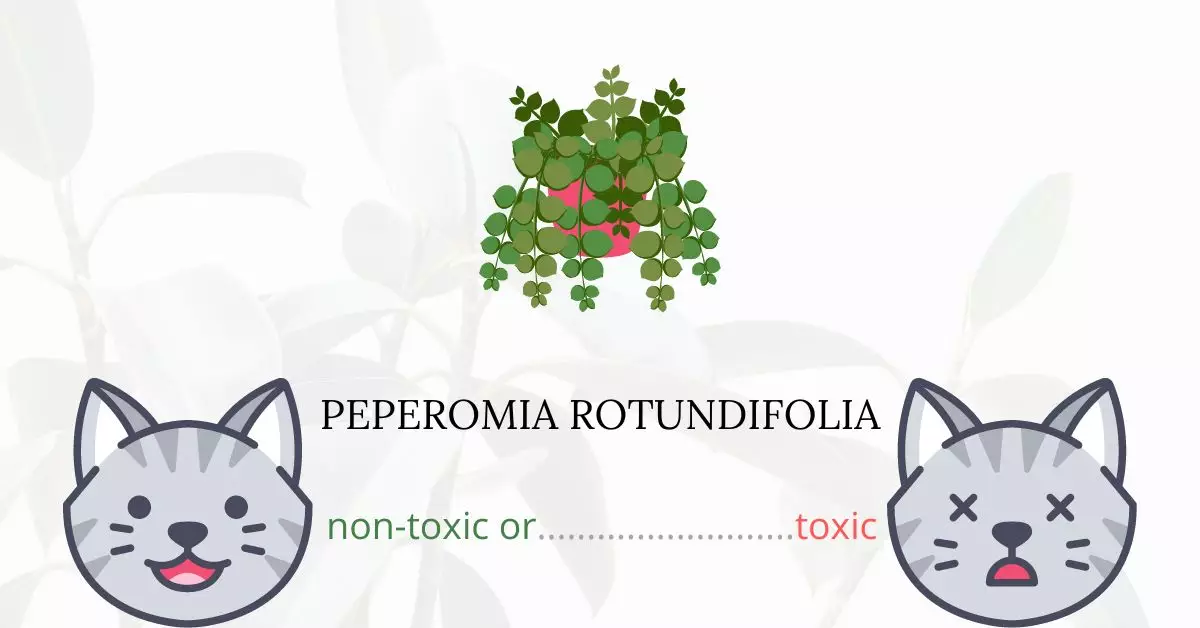 Is Peperomia Rotundifolia Toxic For Cats