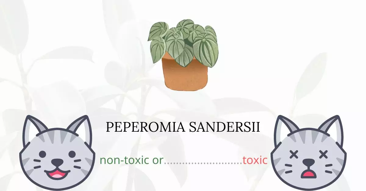 Is Peperomia Sandersii or Watermelon Peperomia Toxic For Cats