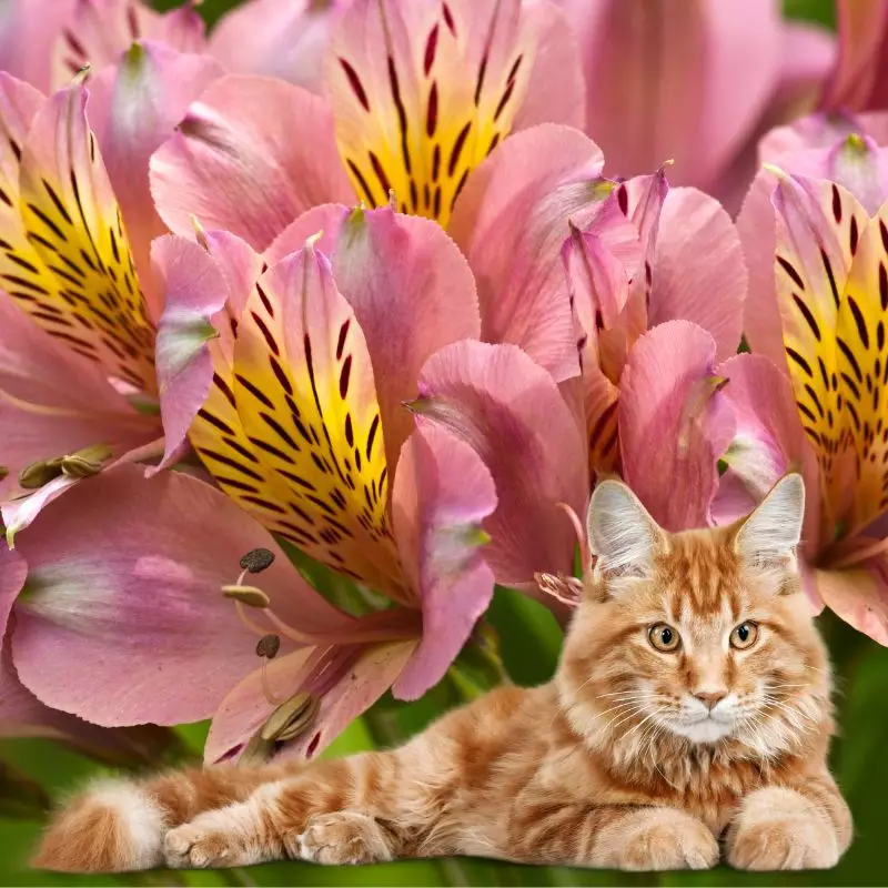 Peruvian Lily and cat near it