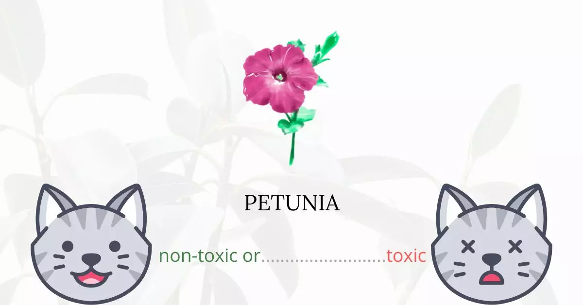 Is Petunia Toxic For Cats