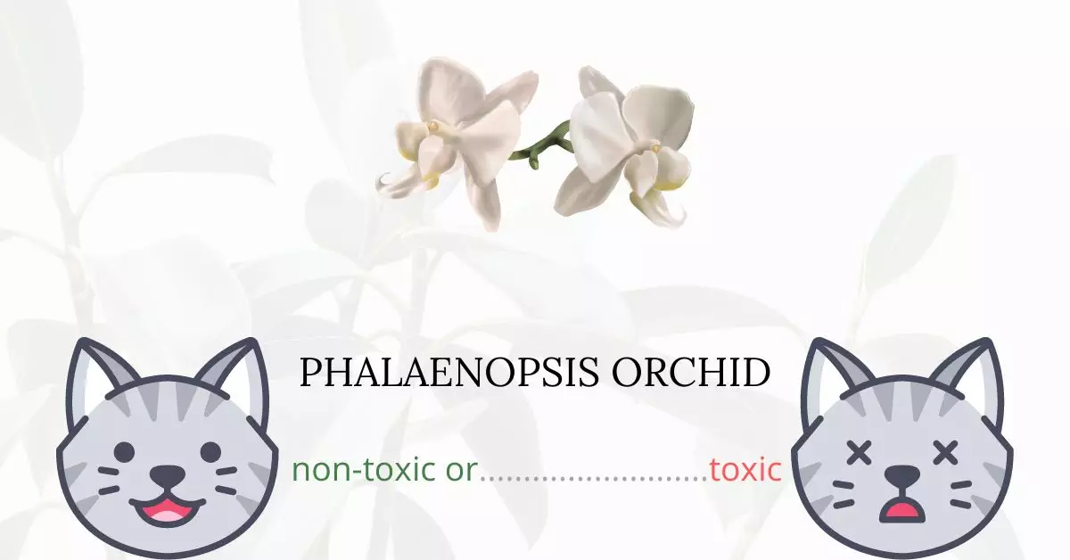 Is Phalaenopsis Orchid or Moth Orchid Toxic For Cats