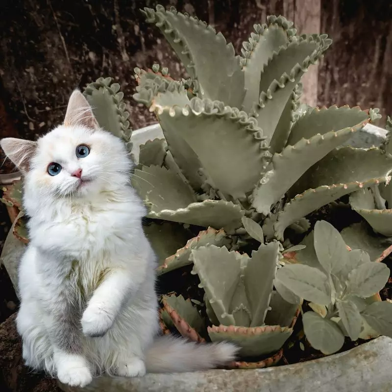 Piggy Back Plant with a curious cat nearby