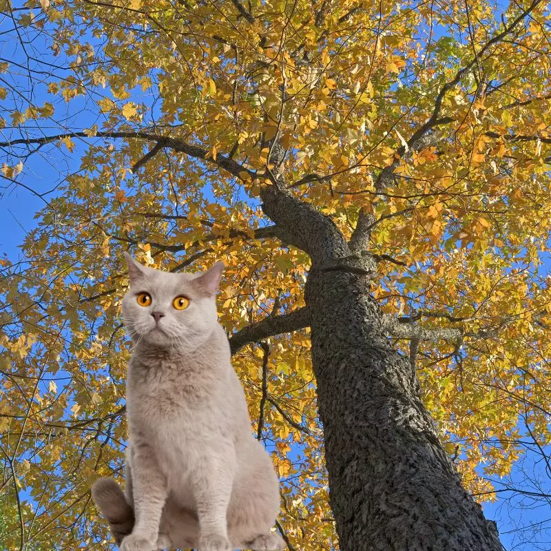 Pignut Hickory and a cat