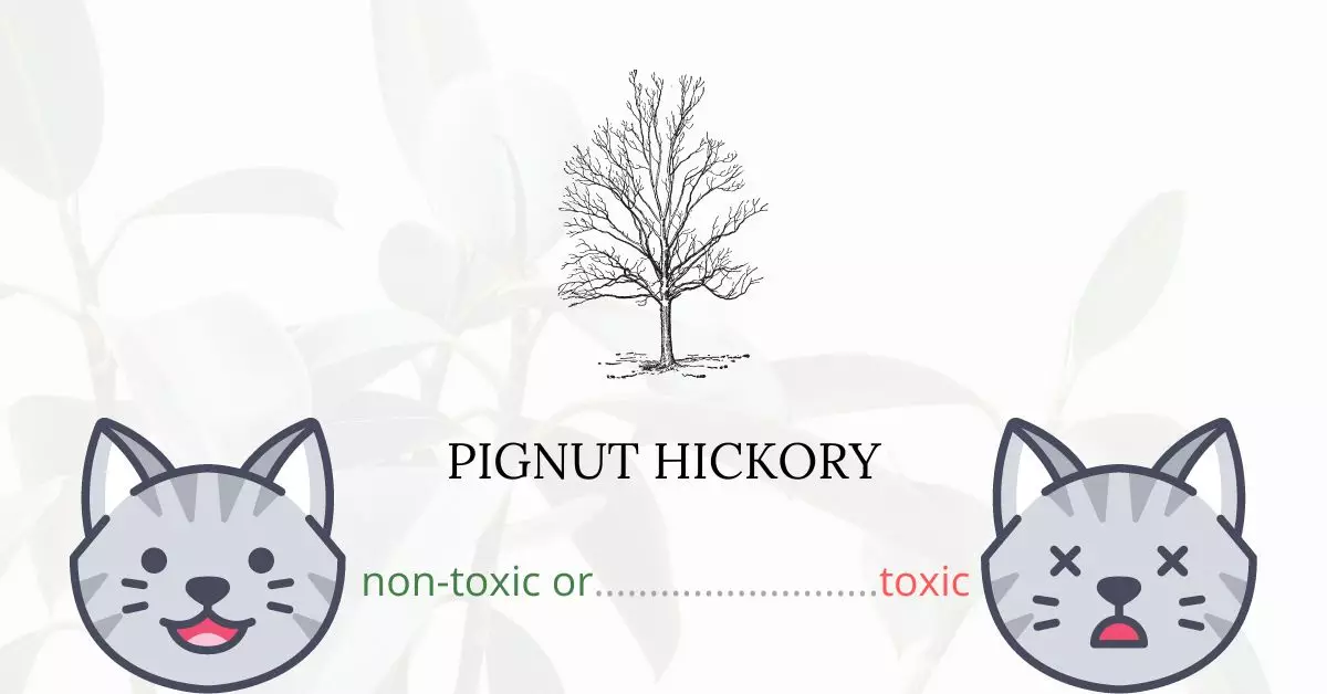 Is Pignut Hickory Toxic For Cats