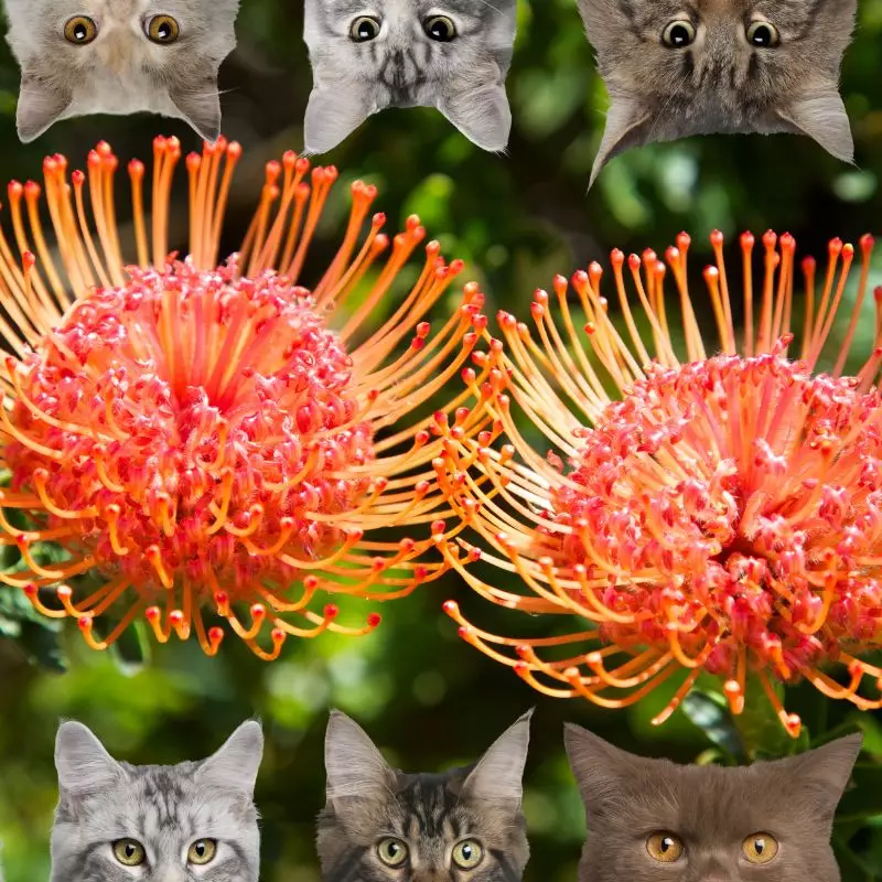 Pincushion Flower and cats