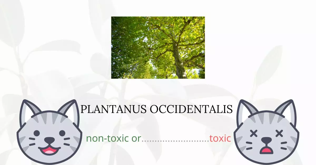 Is Platanus Occidentalis or American Sycamore Toxic For Cats