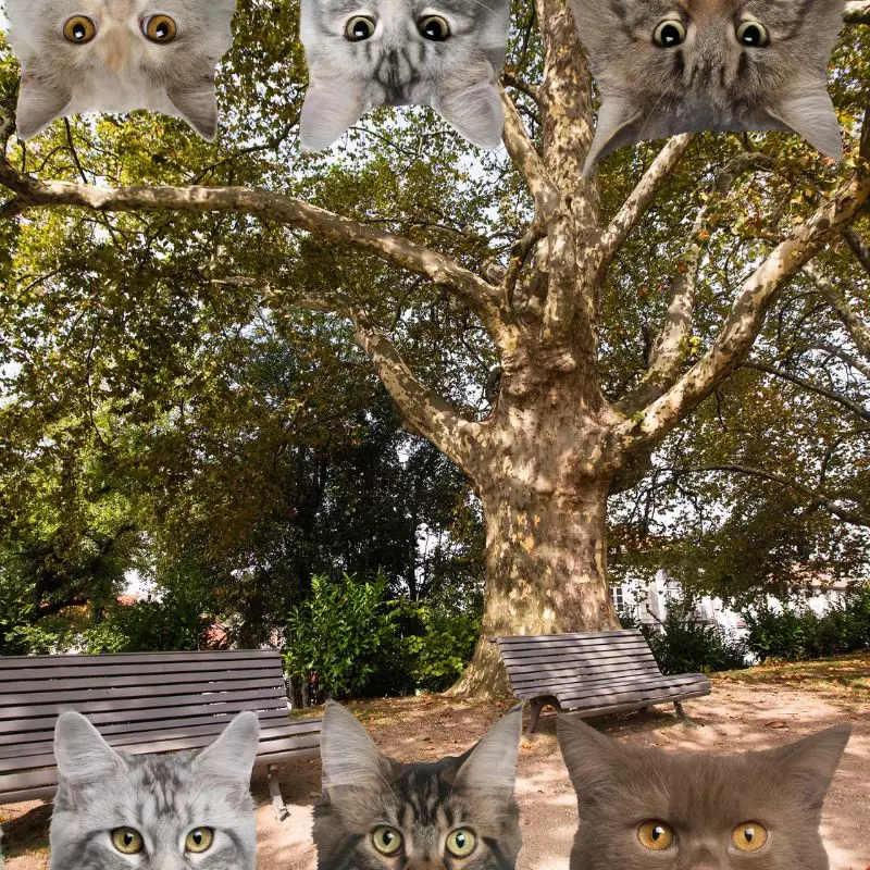 Platanus Occidentalis and cats