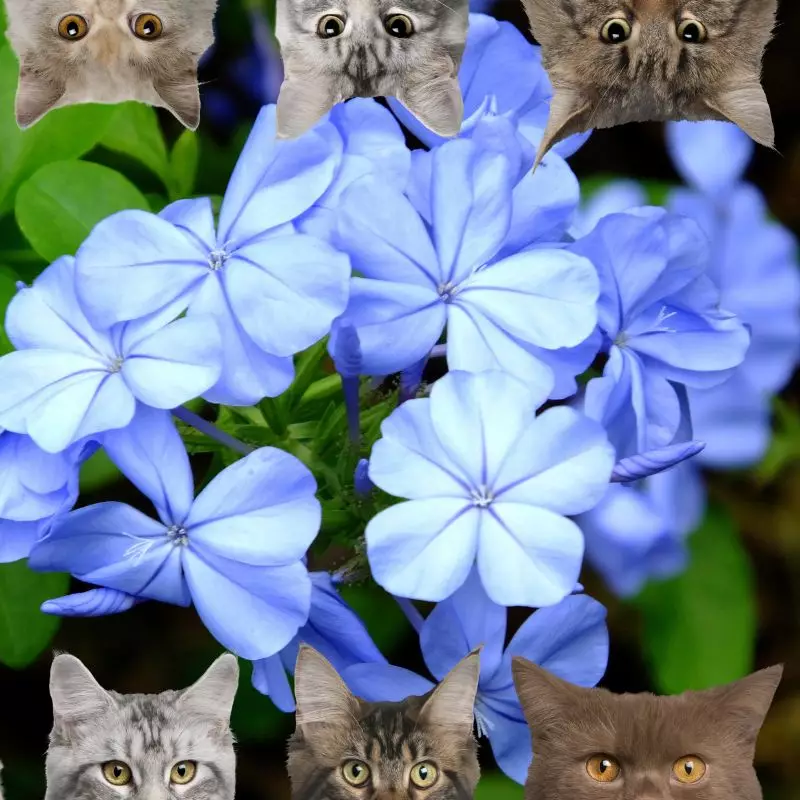 Plumbago Larpentiae and cats