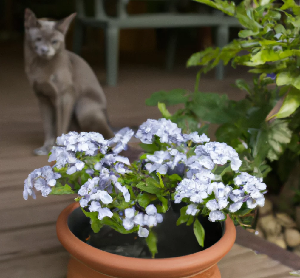 'Plumbago Larpentiae' plant in a pot with a cat