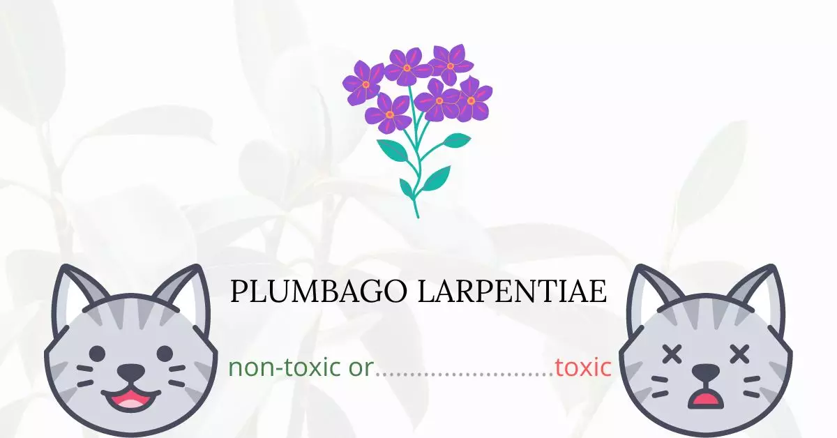 Is Plumbago Larpentiae Toxic For Cats
