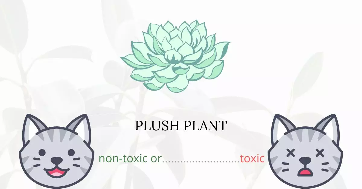 Is Plush Plant Toxic For Cats