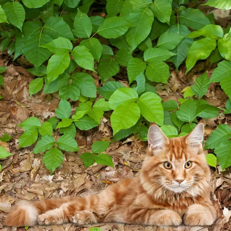 Poison Ivy and ginger cat nearby