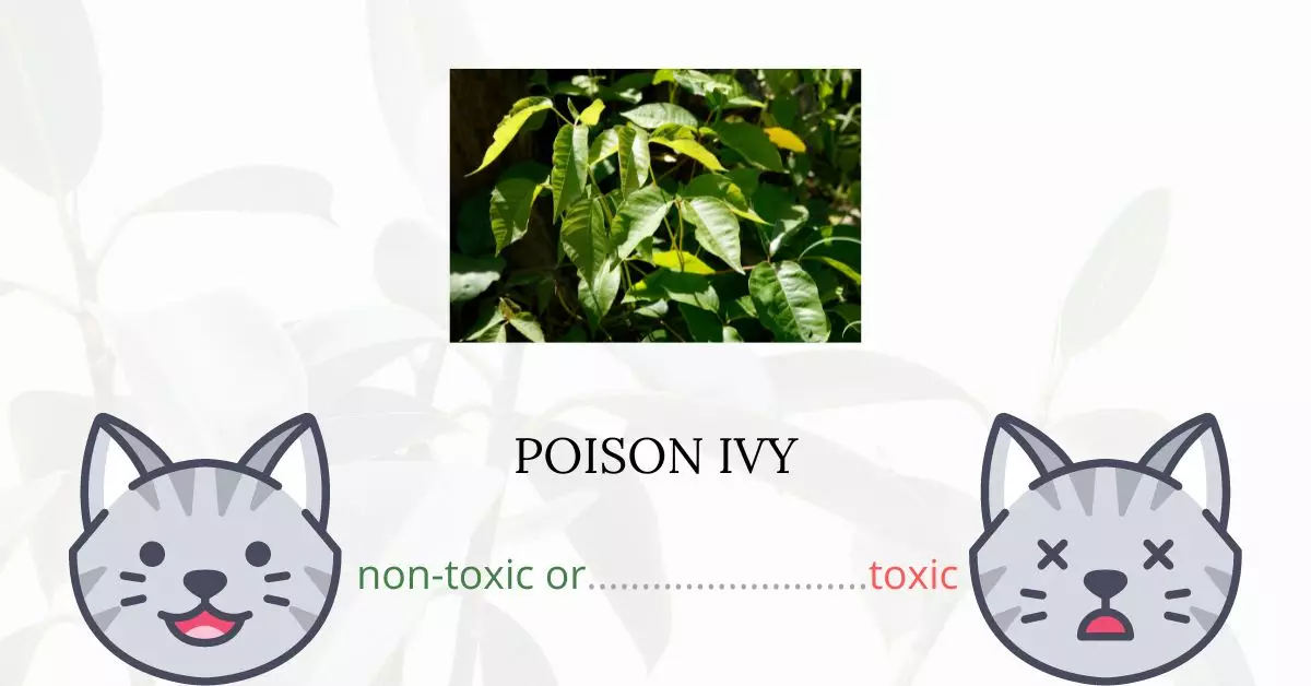 Is Poison Ivy Toxic For Cats?