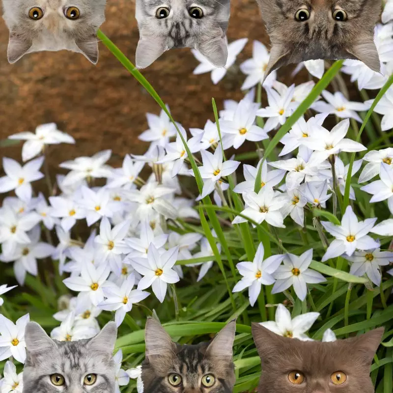 Prairie Lily and cats