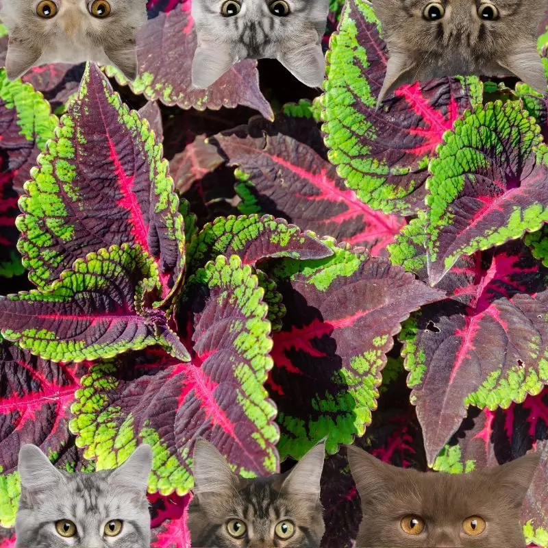 Prostrate Coleus AND CATS