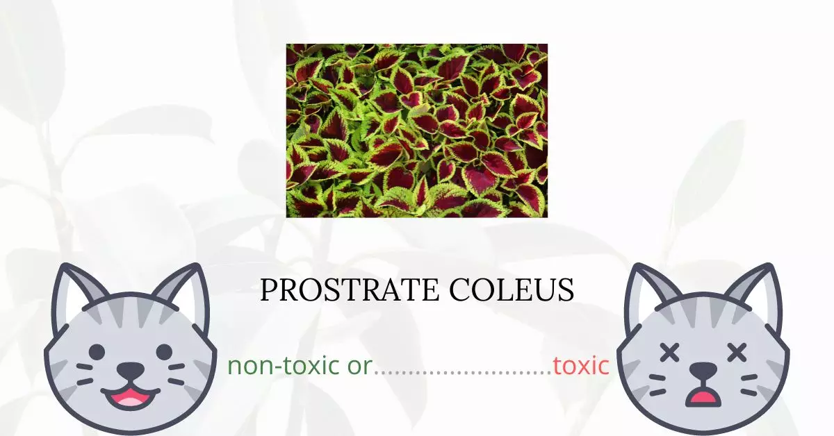 Is Prostrate Coleus Toxic For Cats