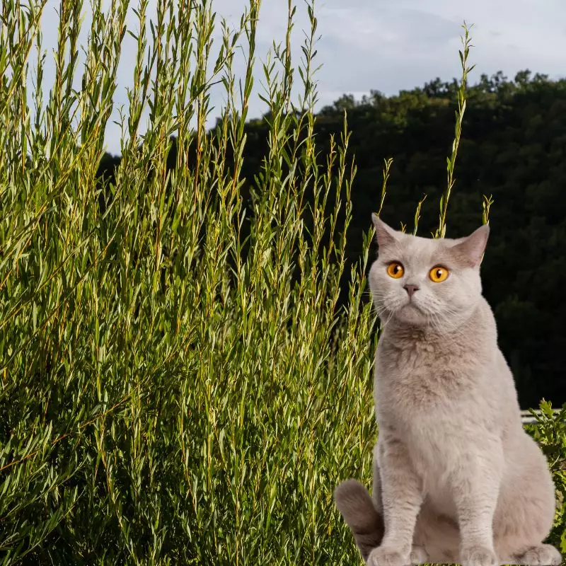 Pupleosier Willow with a cat nearby