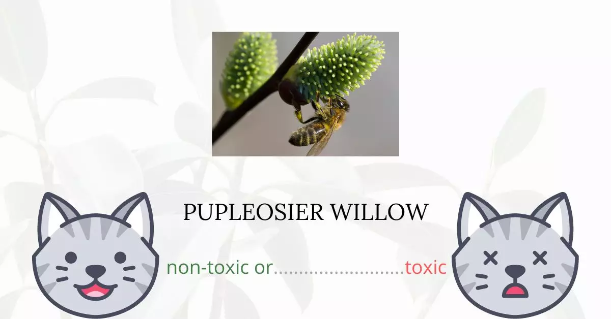 Is Pupleosier Willow Toxic For Cats