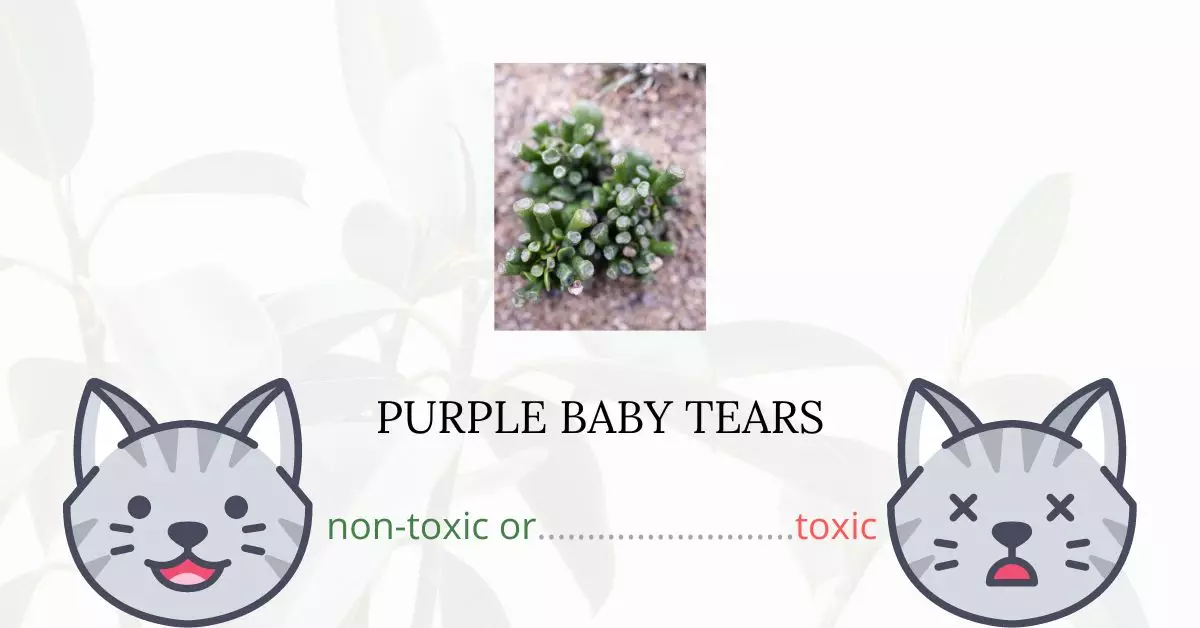 Is Purple Baby Tears Toxic For Cats