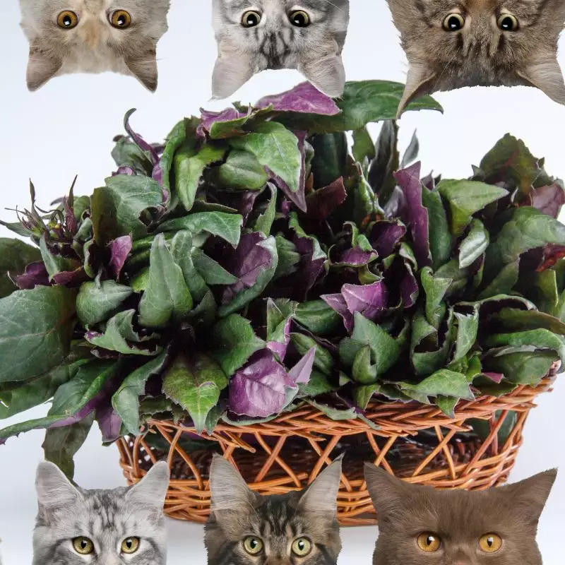Purple Passion Vine and cats