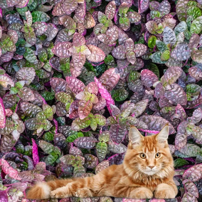 Purple Waffle Plant and a cat nearby