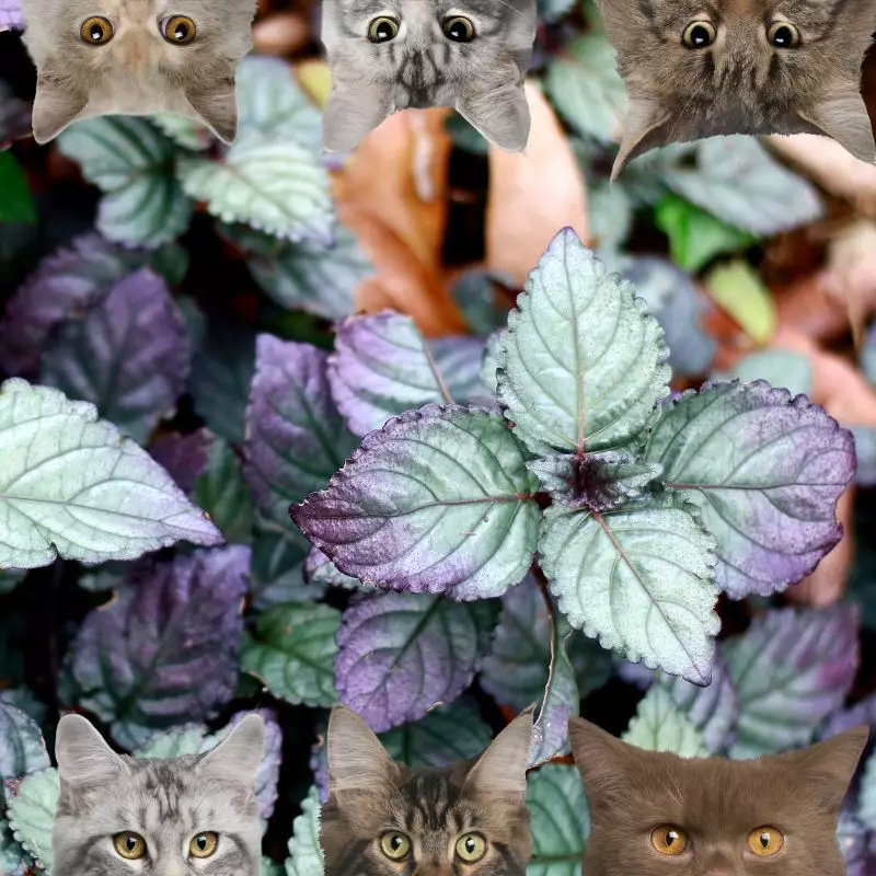 Purple Waffle Plant and cats