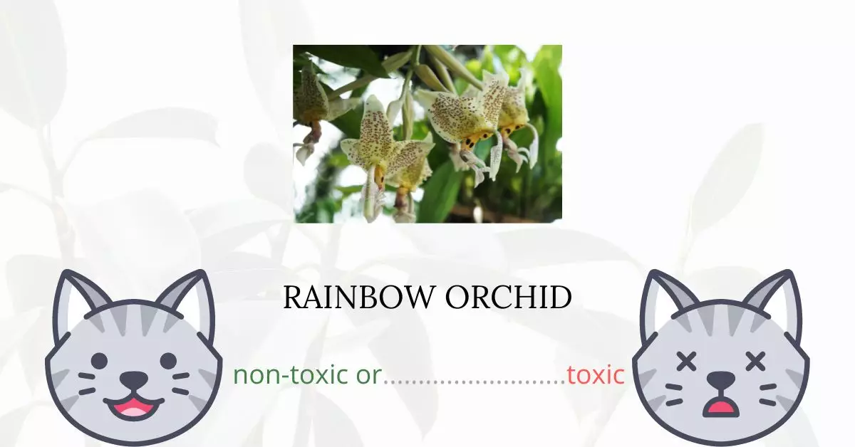 Is Rainbow Orchid Toxic For Cats