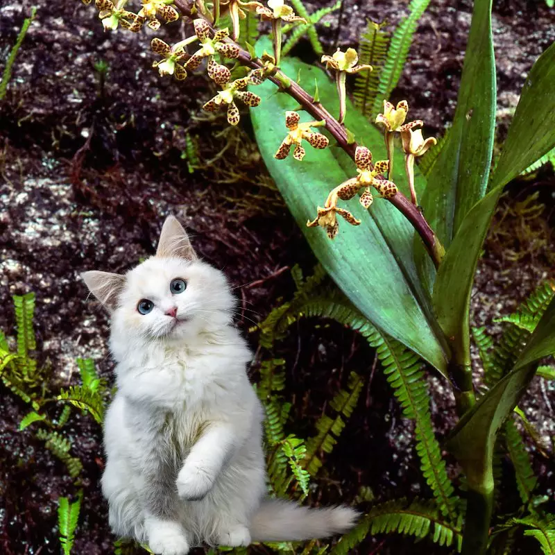 Rainbow orchid with a cat nearby