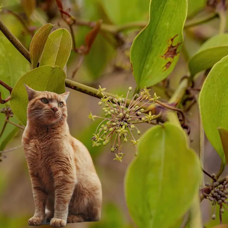 Red-Berried Greenbrier and a cat