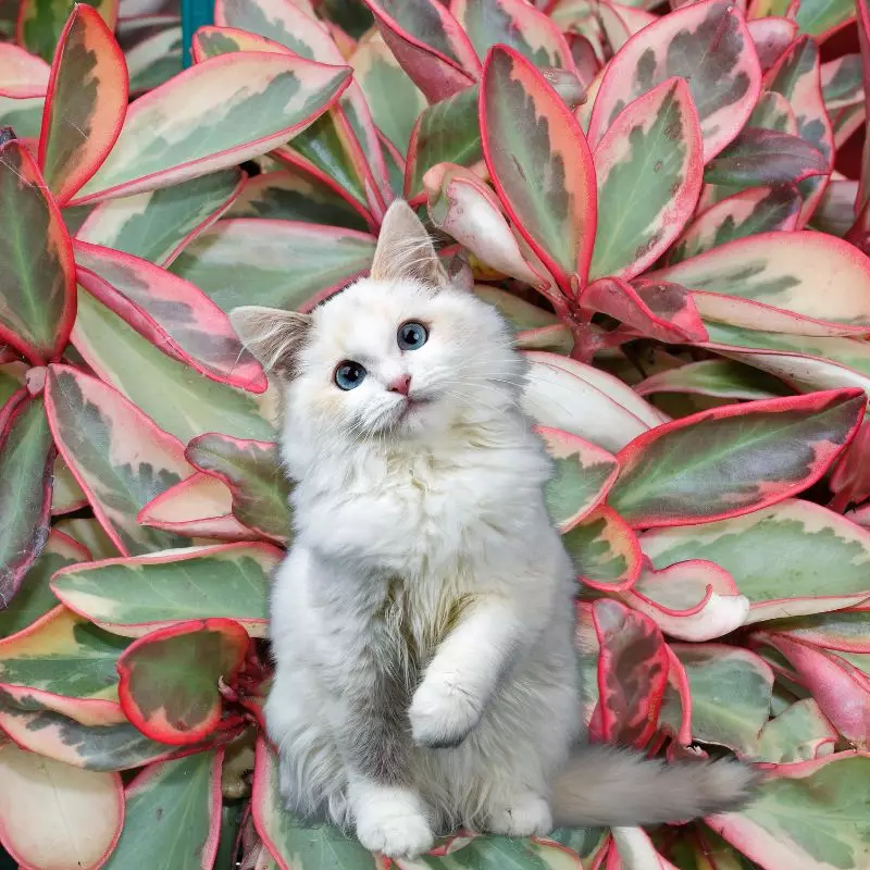 Red Edge Peperomia and a cat