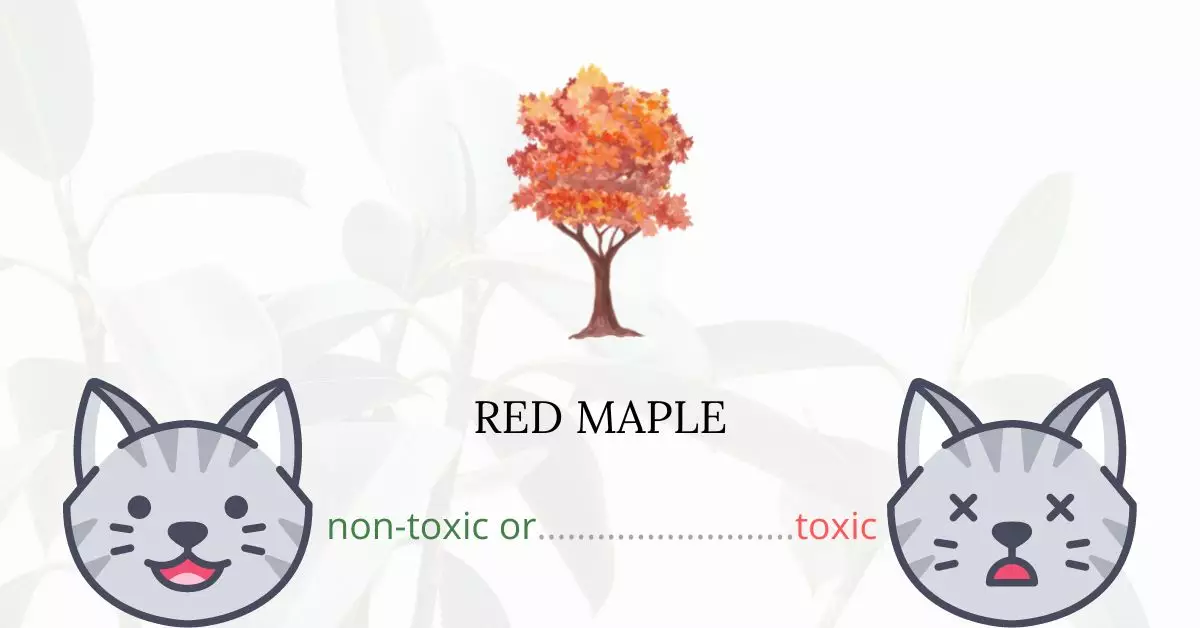 Is Red Maple Toxic For Cats