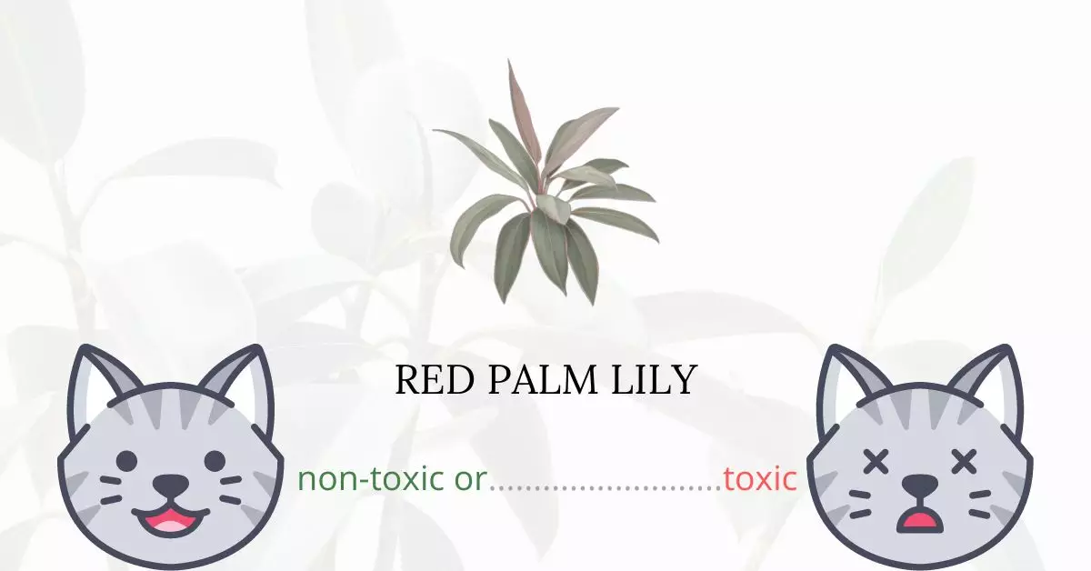 Is Red Palm Lily Toxic For Cats