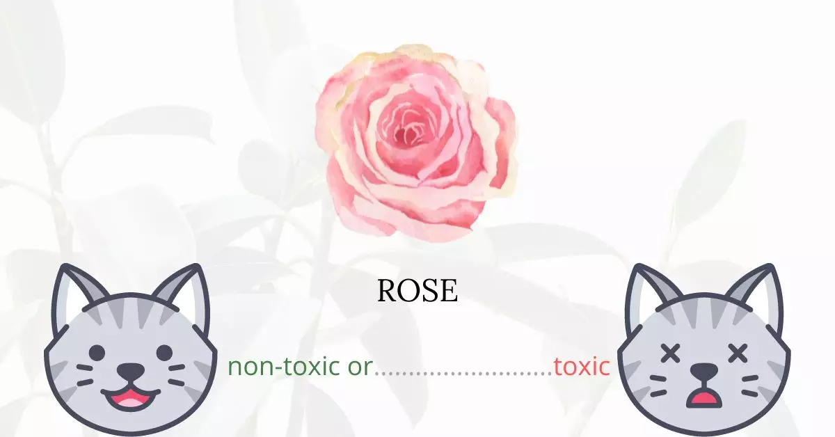 Is Rose Toxic For Cats