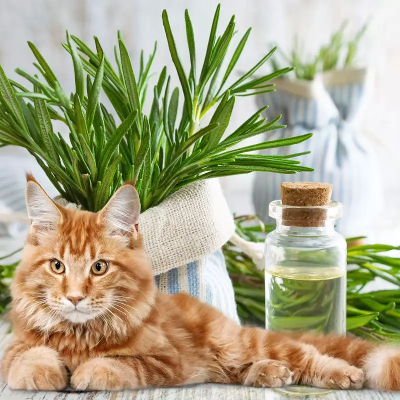 Rosemary with a cat nearby