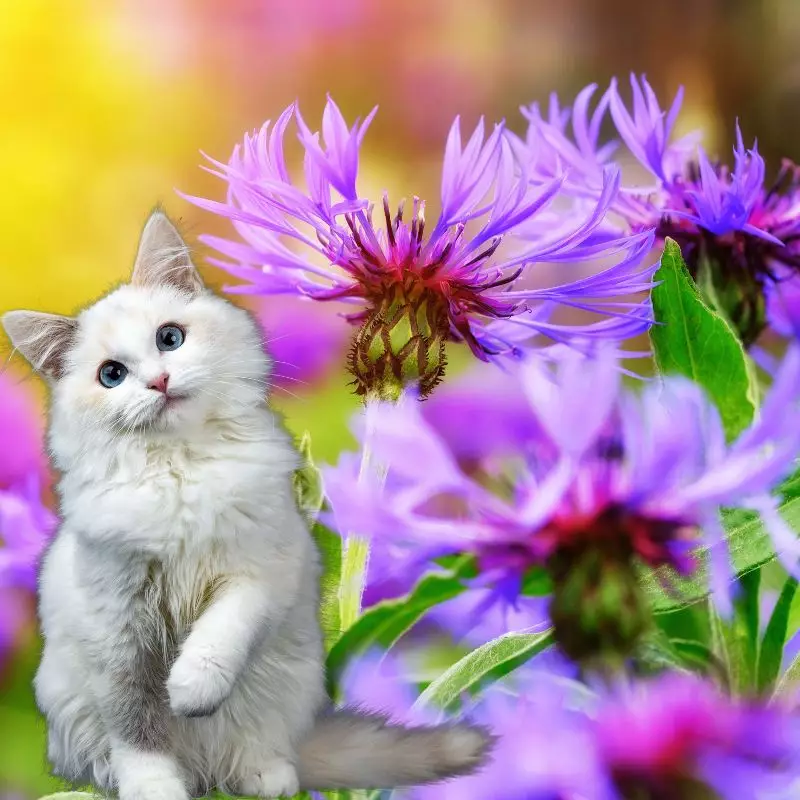 Russian Knapweed with a cat nearby