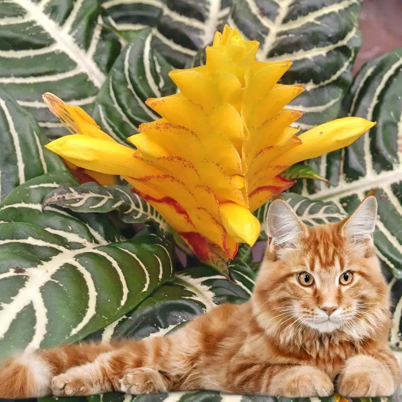 Saffron Spike Zebra and a cat