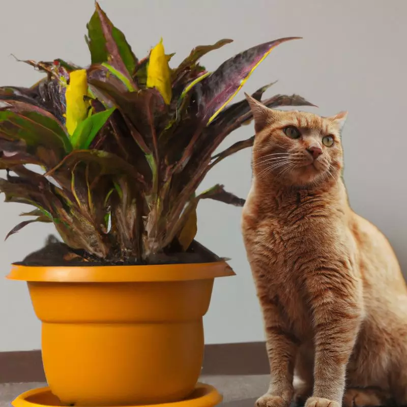 Saffron Spike Zebra with a cat