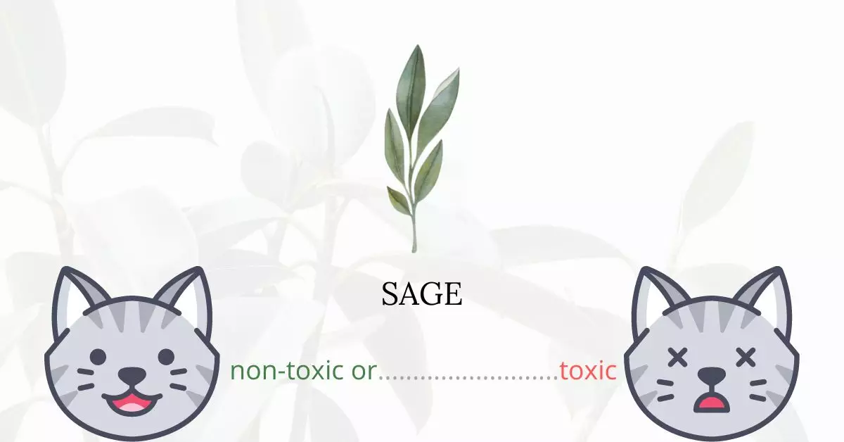 Is Sage Toxic For Cats?
