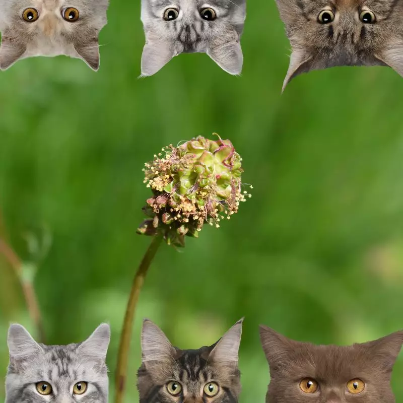 Salad Burnet with cats