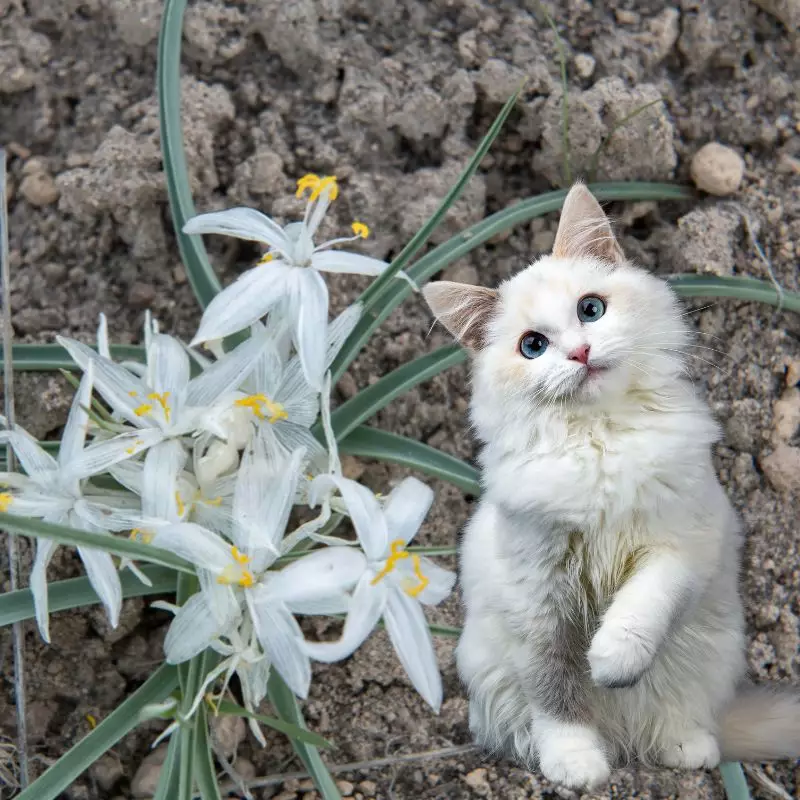 Sand Lily with a cat nearby