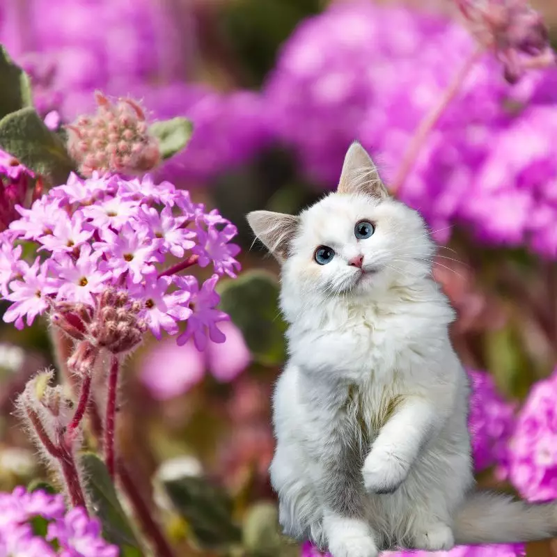 Sand Verbena with a cat nearby