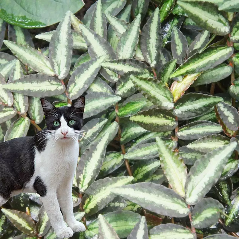 Satin Pellionia and a cat